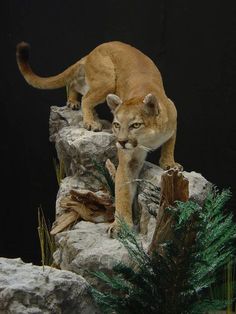 a mountain lion standing on top of a pile of rocks