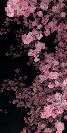 pink flowers are blooming on the branches of a tree in front of a black background