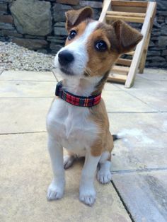 a small brown and white dog sitting on top of a stone floor