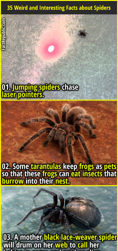 four different types of spider webpages with captioning in the bottom right corner