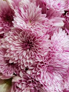 a close up view of some very pretty flowers