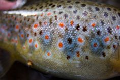 a close up of a fish with orange dots on it's body