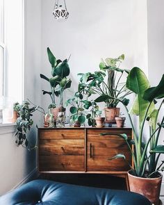 several potted plants sit on top of a dresser