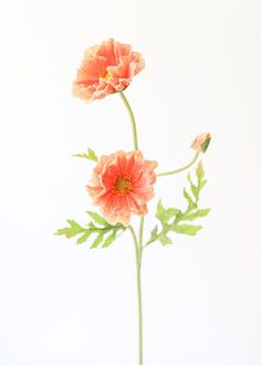 two pink flowers are in a vase on a white table top with green leaves and stems