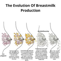 the evolution of breastmik production from early to mid - 20th century bcs