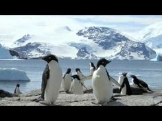 several penguins are standing on rocks near the water and icebergs in the background