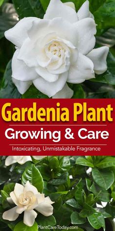 gardenia plant growing and care with text overlay that reads, gardening plants growing and care