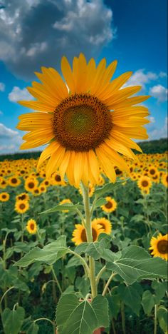 a large sunflower standing in the middle of a field with blue sky and clouds