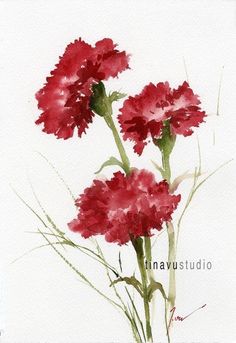 watercolor painting of red carnations on white paper