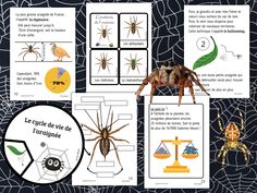 a spider and other insect activities for children to learn in the language of french, including pictures