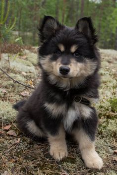 a small black and white dog sitting on top of a grass covered field next to trees