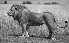 a large lion standing on top of a lush green field next to tall dry grass