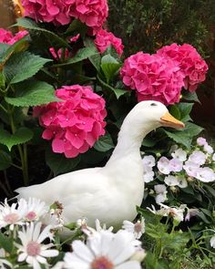 a white duck standing next to pink and white flowers