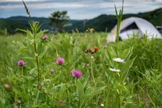 wildflowers in the foreground with a tent in the background