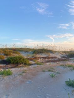 an empty sandy beach with grass and weeds