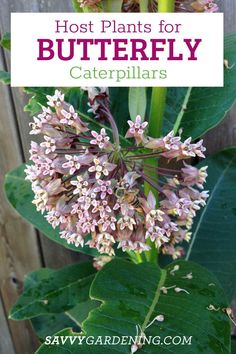 a close up of a plant with the words host plants for butterfly caterpillars