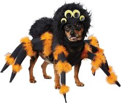 a dog dressed up as a spider with yellow and black feathers on it's legs