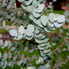 some green leaves are hanging from a tree