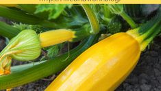 a yellow zucchini growing in the garden