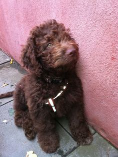 a brown dog sitting next to a pink wall