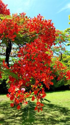 the red flowers are blooming on the tree