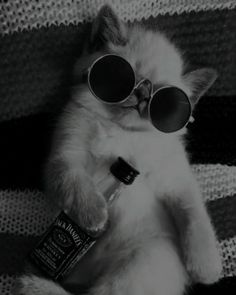 a cat wearing sunglasses and holding a bottle