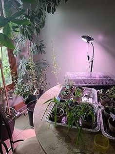 a table topped with lots of plants next to a window