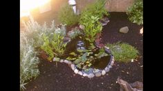 a small pond in the middle of a garden with rocks and water plants around it