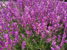 purple flowers are blooming in the garden