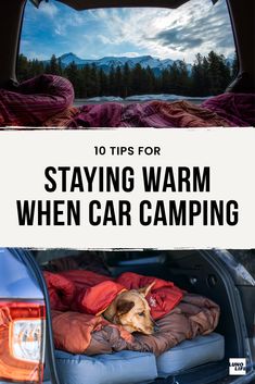 an image of a dog sleeping in the back of a van with text overlay saying 10 tips for staying warm when car camping