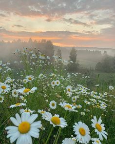 a field full of white and yellow daisies with the sun setting in the background