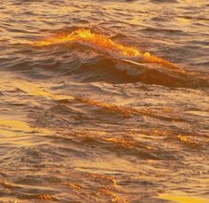 a bird is flying over the water at sunset