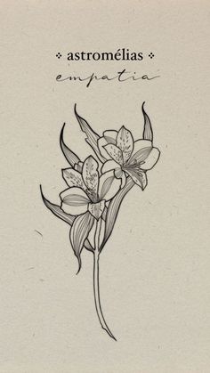 a drawing of flowers with the words astromeias entratia on it