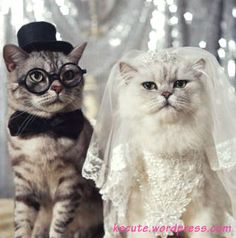 two cats dressed up as bride and groom