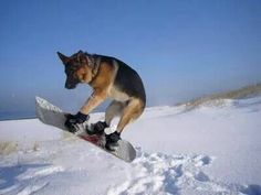 a dog jumping in the air on a snowboard