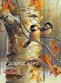 two birds are perched on the branches of a birch tree in autumn, with fallen leaves