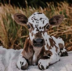 a brown and white cow laying on top of snow next to tall grass in the background