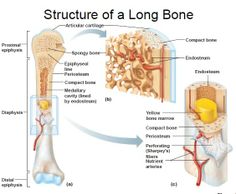 the structure of a long bone and its major structures are shown in this diagram below