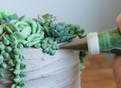 someone is decorating a cake with green frosting and succulents on it