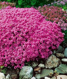 pink flowers are blooming on the rocks in this rock garden with large rocks and boulders