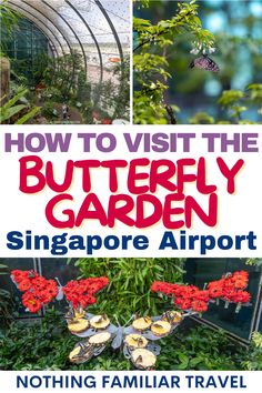 Butterfly Singapore Airport, Airport Meet, The Butterfly Garden, Asia City, Changi Airport, Itinerary Planning