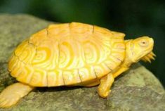 a small yellow turtle sitting on top of a rock