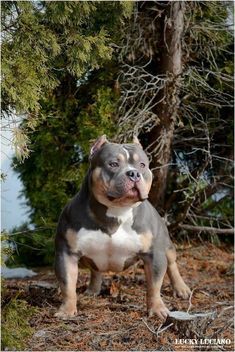 a blue and white pitbull puppy standing in front of some trees with its tongue out