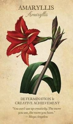 a red flower on top of a leafy plant with the words amaryllis anamylis