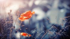 an orange flower is in the middle of some tall grass with sunlight shining on it