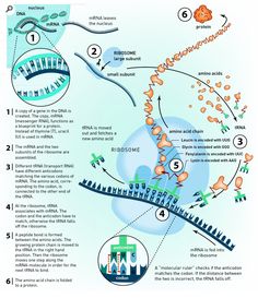 a diagram shows the steps in which plants grow