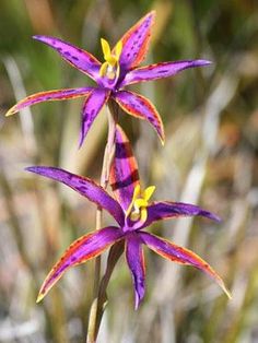 two purple flowers with yellow centers are in the foreground