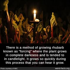 a candle is lit in the middle of a garden