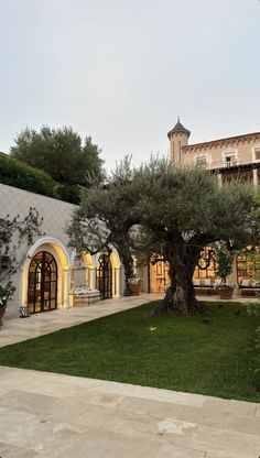 an olive tree in the middle of a courtyard