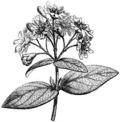 a drawing of a plant with leaves and flowers